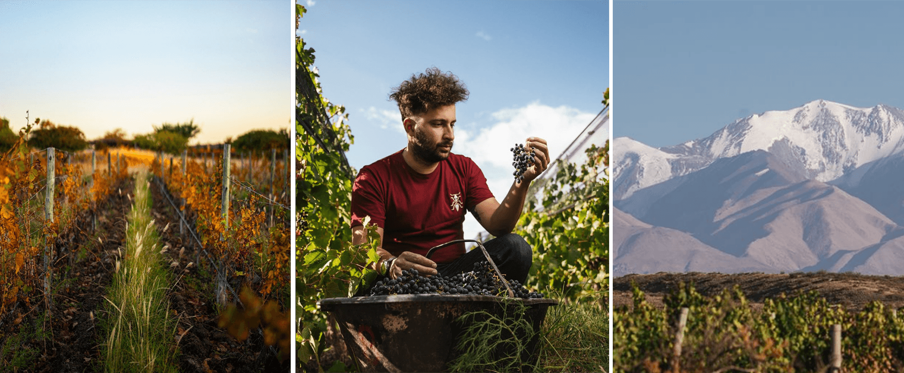 Federico in the Vineyards