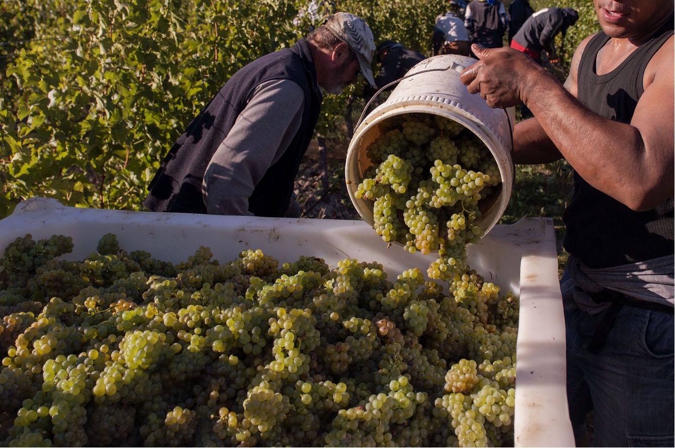 Bucket of grapes