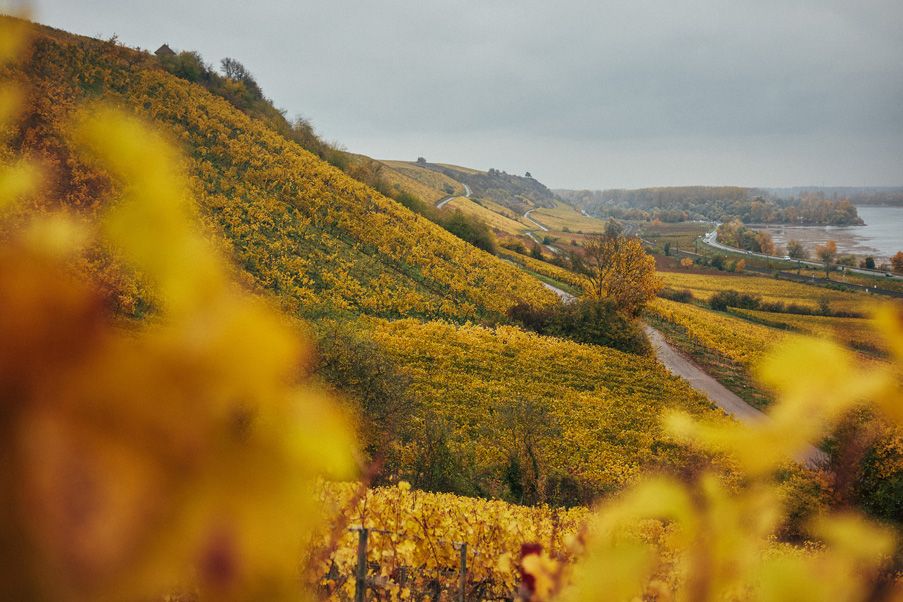 Gunderloch Rheinhessen vineyard autumn