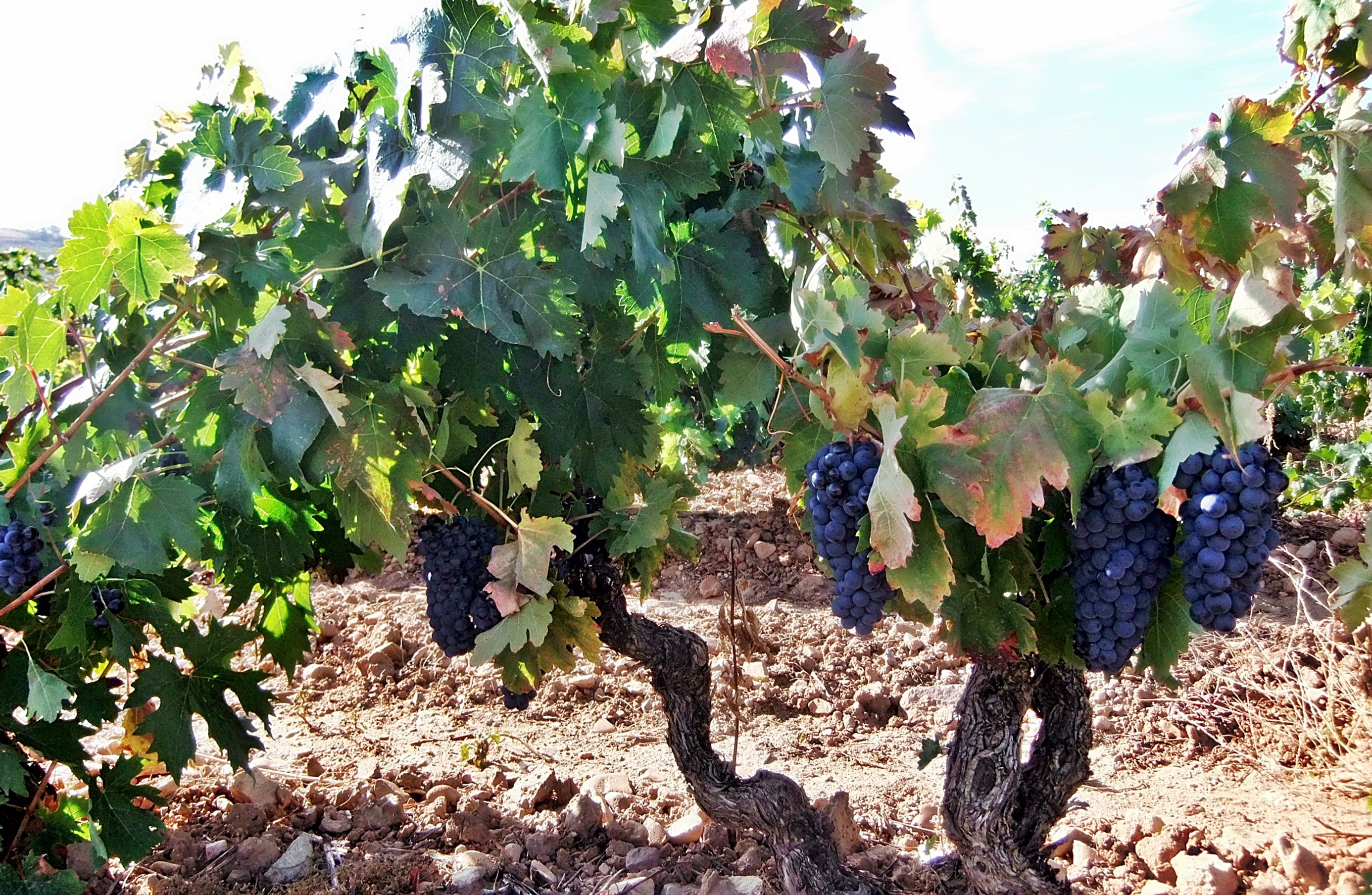 Vineyard with grapes
