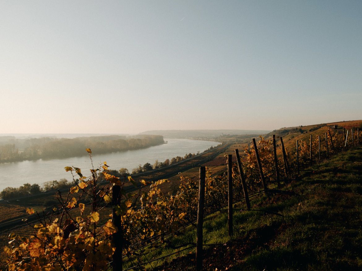 Gunderloch Rheinhessen vineyard